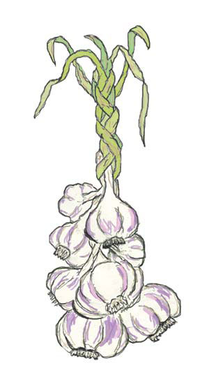 Don't let those pretty garlic braids fool you. While lovely, real garlic also packs a terrific flavor punch.